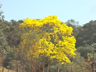 Sossego Da Mata - 2