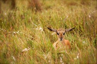 Kwetu Guest Farm - 1