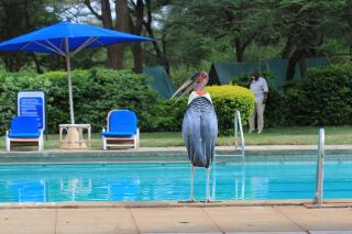 Lake Bogoria Spa Resort - 1