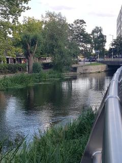 Vetrelax Chelmsford Apartment - 7