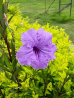 Family House Resort - Chiang Khong - 4