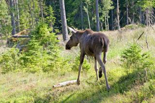 Ferienhaus Vitsand - 3