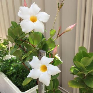 Caversham B&B - Perth - 9