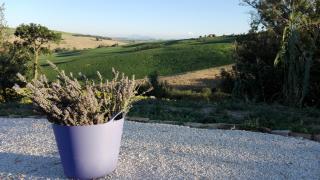 Poggio delle Lavande - Montelupone - 8