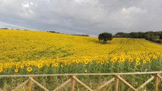 Poggio delle Lavande - 2