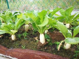 Greenery Garden Concept Homestay - 7