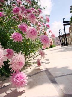 Apartments Olive Tree - Hvar - 3