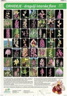 Apartment Radiant Orchid - 9