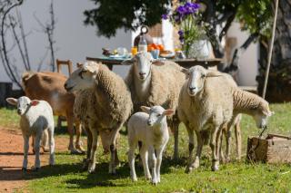 Agroturismo rural Can Prats - Sant Carles de Peralta - 3
