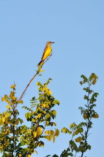 Muiraquitã Hotel - 3