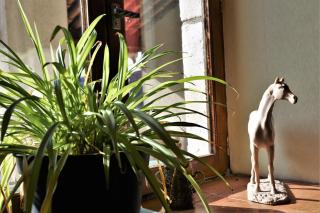 Logis Hôtel-restaurant La Mère Biquette - Saint-Pons - 8