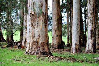 Treenbrook Cottages - Pemberton - 1