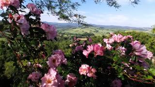 La Casa Di Nonna Lucia - Montescudaio - 6