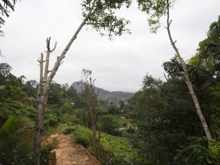 Isuru Homestay - 3