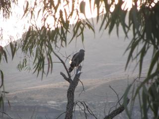 Lupela Lodge - Lady Grey - 3