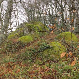 La Bouriotte, chambre d'hôtes Sycomore, - 1
