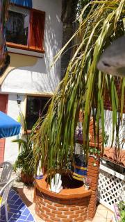 Amazingly Romantic Vacation for Your Honeymoon - Tijuana - 2