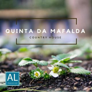 Quinta da Mafalda - Mira - 0