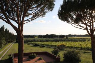Le Grascete - Bolgheri - 3
