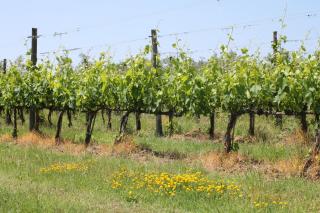 Le Grascete - Bolgheri - 4