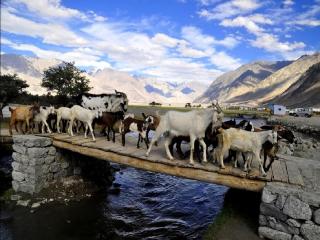 Nubra Leisure Camp - Leh - 1