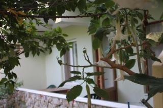 Cirali Hotel - Çıralı - 8