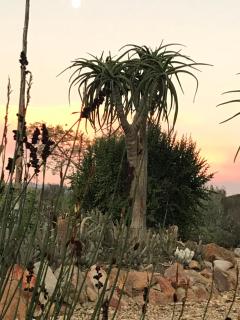 Olive Hill Guest House - Robertson - 7