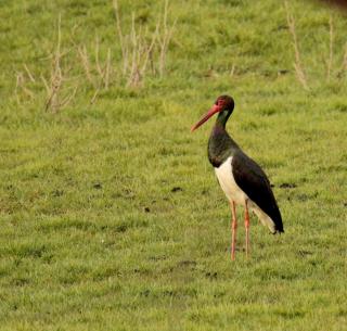 Gite de l'étang - 2