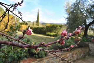 Casa Fioranna - Seggiano - 6