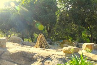 The Last Shola - Yercaud - 2