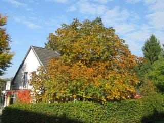 EIFEL Gästewohnung - Blankenheim - 3