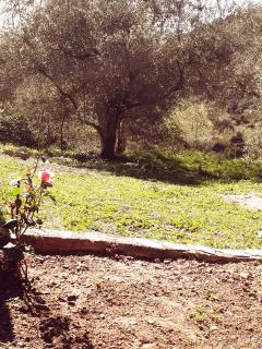 Hidden House in Nature - Zounákion - 3