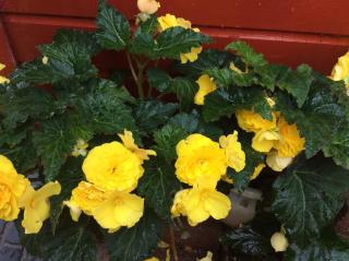 Rosebank Guest House - Inverness - 3