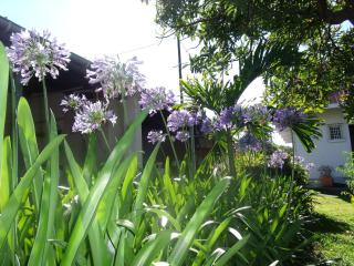 Les Agapanthes - Le Tampon - 1