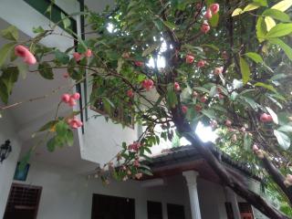 Herin Green House - Galle - 2