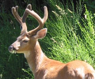 Sticks and Stones Cottage-Arbutus Grove - 4