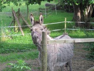 Le Gîte de la Porte Bleue - Guillac - 7