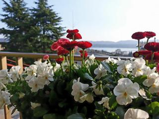 Al numero61 - Viverone - 0