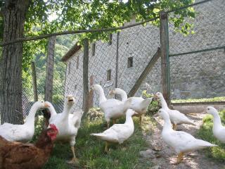 Agriturismo Podere Fiume - Pratovecchio Stia - 1