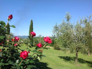 Terre Di San Gorgone - Donnini - 8