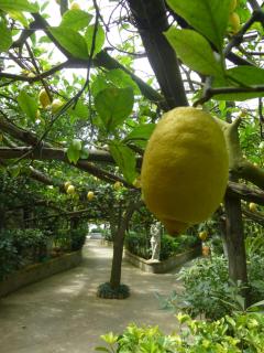 Il Viale - Massa Lubrense - 8