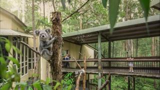 Springwood Meditation Centre 春木禪修渡假中心 - Springwood - 0