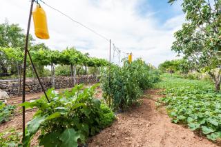 Villa Son Fullos - Santa Margalida - 2