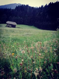 Apartment Steinkellner - 7