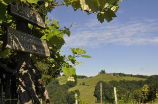 Ferienwohnungen Weingut Familie Danko - 5