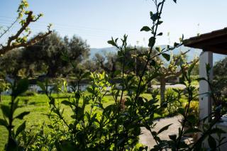 Olive Grove Zakynthos - Langadhákia - 5
