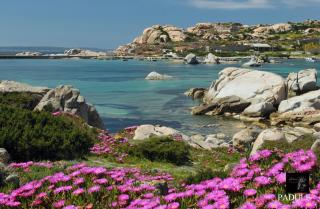 La Fonte dell'ulivo 3 - La Maddalena - 6