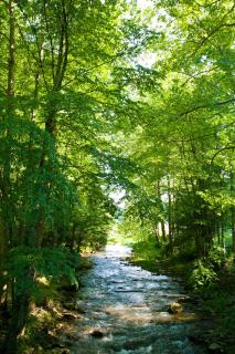Valle Crucis Farm - Valle Crucis - 4