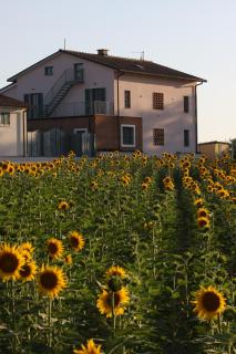La Collina del Girasole - Montecastrilli - 8