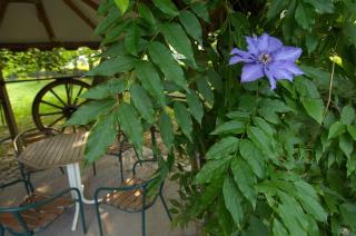 B&B Het Loonderhof - Borgloon - 3